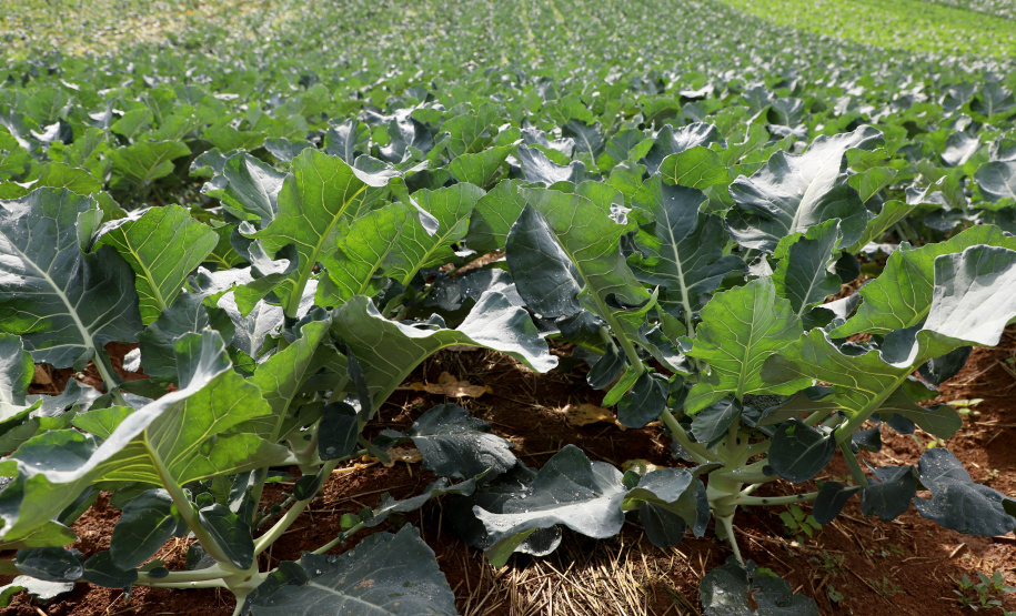 Hortaliças como brócolis e couve-flor mudam a paisagem de São José dos Pinhais  -  Curitiba, 24/06/2021  -  Foto: Ari Dias/AEN