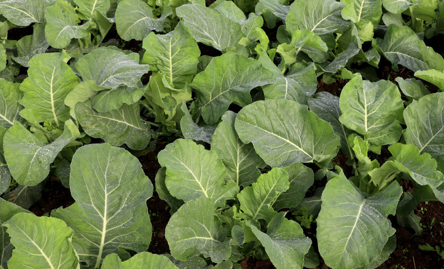 Hortaliças como brócolis e couve-flor mudam a paisagem de São José dos Pinhais  -  Curitiba, 24/06/2021  -  Foto: Ari Dias/AEN