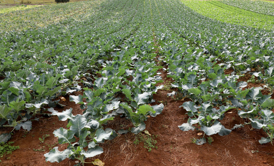 Hortaliças como brócolis e couve-flor mudam a paisagem de São José dos Pinhais  -  Curitiba, 24/06/2021  -  Foto: Ari Dias/AEN