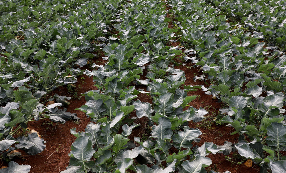 Hortaliças como brócolis e couve-flor mudam a paisagem de São José dos Pinhais  -  Curitiba, 24/06/2021  -  Foto: Ari Dias/AEN