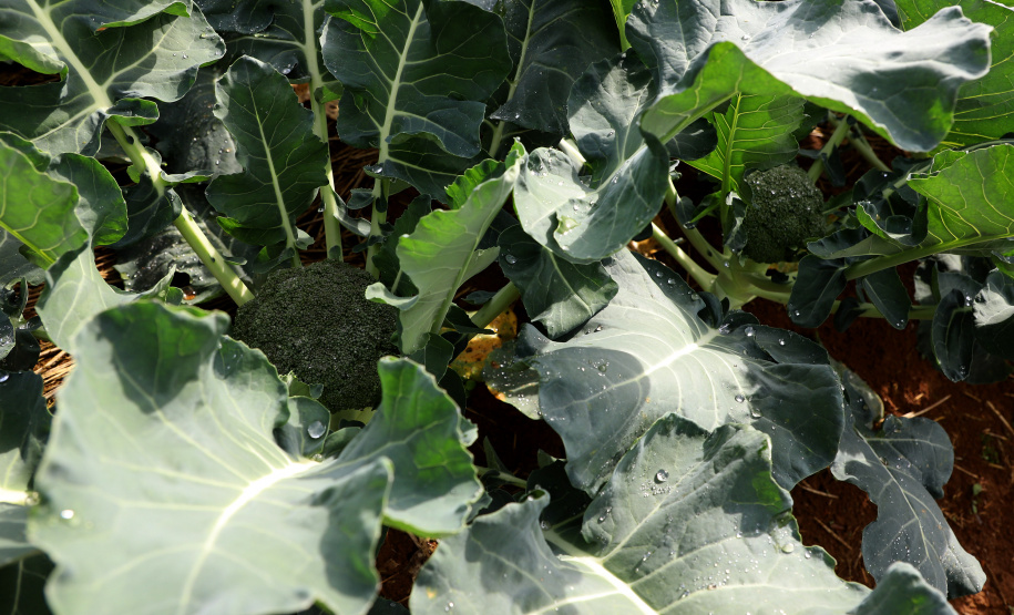 Hortaliças como brócolis e couve-flor mudam a paisagem de São José dos Pinhais  -  Curitiba, 24/06/2021  -  Foto: Ari Dias/AEN