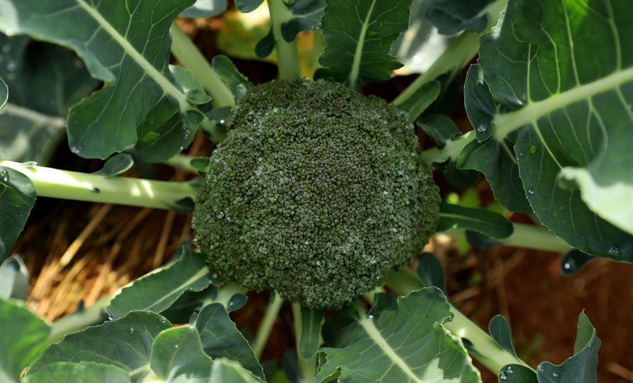 Hortaliças como brócolis e couve-flor mudam a paisagem de São José dos Pinhais  -  Curitiba, 24/06/2021  -  Foto: Ari Dias/AEN