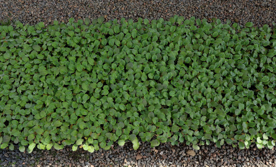 Hortaliças como brócolis e couve-flor mudam a paisagem de São José dos Pinhais  -  Curitiba, 24/06/2021  -  Foto: Ari Dias/AEN