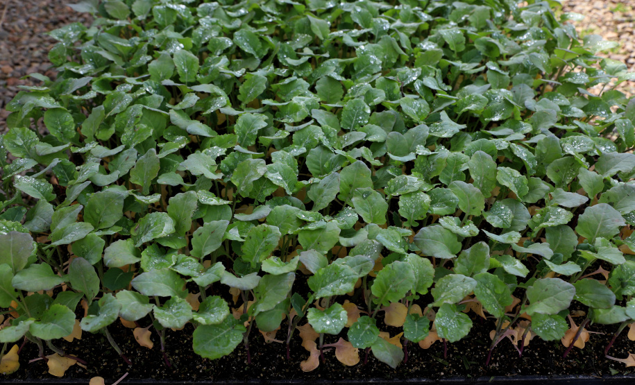 Hortaliças como brócolis e couve-flor mudam a paisagem de São José dos Pinhais  -  Curitiba, 24/06/2021  -  Foto: Ari Dias/AEN