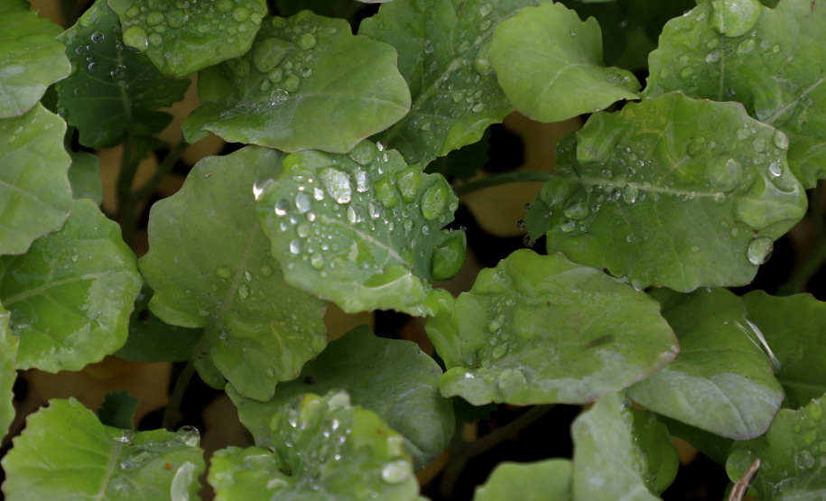 Hortaliças como brócolis e couve-flor mudam a paisagem de São José dos Pinhais  -  Curitiba, 24/06/2021  -  Foto: Ari Dias/AEN
