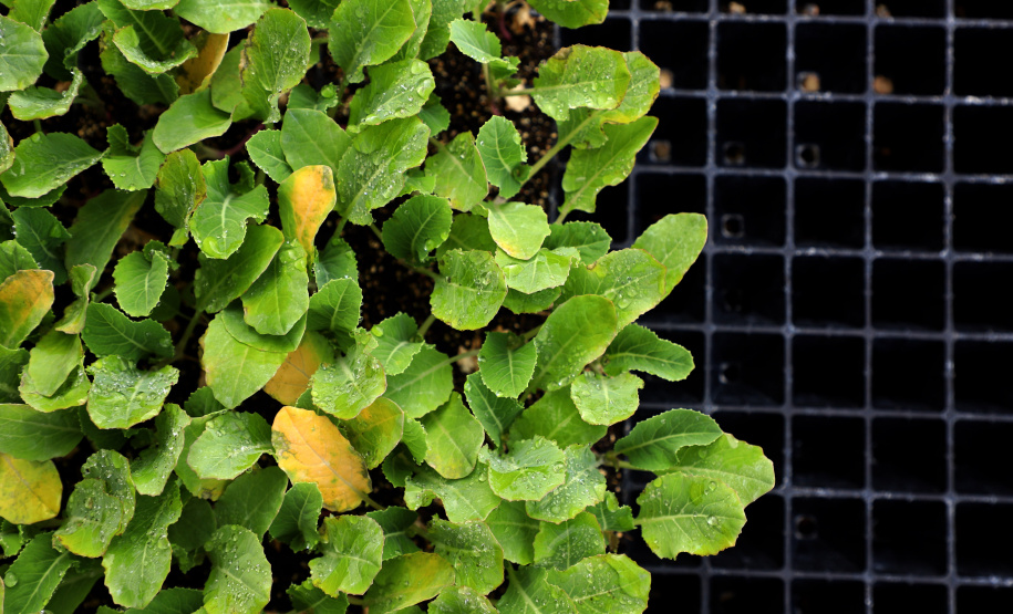Hortaliças como brócolis e couve-flor mudam a paisagem de São José dos Pinhais  -  Curitiba, 24/06/2021  -  Foto: Ari Dias/AEN