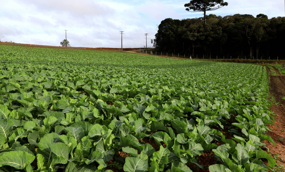 Hortaliças como brócolis e couve-flor mudam a paisagem de São José dos Pinhais  -  Curitiba, 24/06/2021  -  Foto: Ari Dias/AEN