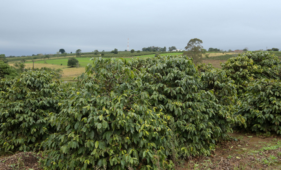 O serviço Alerta Geada pode ser acompanhado pelo aplicativo IAPAR Clima, disponível gratuitamente na App Store  e no Google Play Foto: IDR