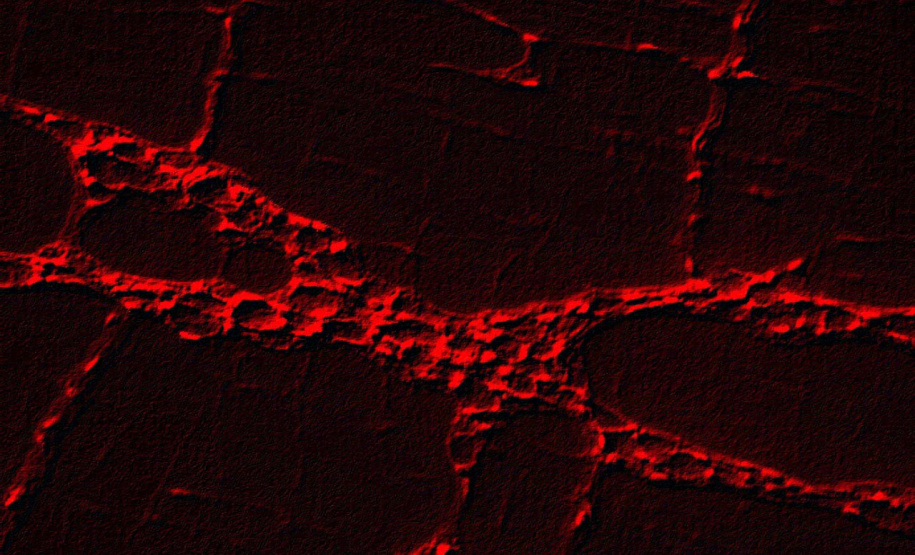 Imagem do sistema nervoso entérico evidencia células da glia, pré-processada com filtro para eliminação de ruído - Foto: Divulgação UEM