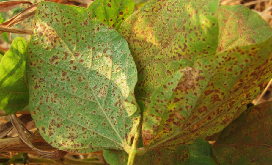 Ferrugem da soja - Foto: Ocepar/Arquivo AEN
