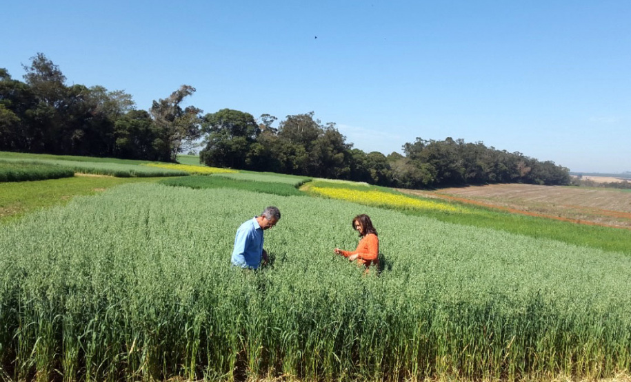 Pesquisa ajuda o Paraná a ser referência nacional no agronegócio
Foto: Professora Lutécia Beatriz dos Santos Canalli