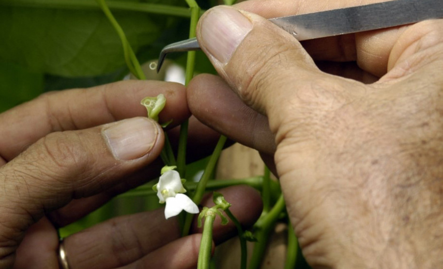 O IDR-Paraná (Instituto de Desenvolvimento Rural do Paraná) acaba de receber R$ 1,2 milhão para a aquisição de uma câmara fria destinada ao setor de conservação de recursos genéticos vegetais.
Foto: IDR