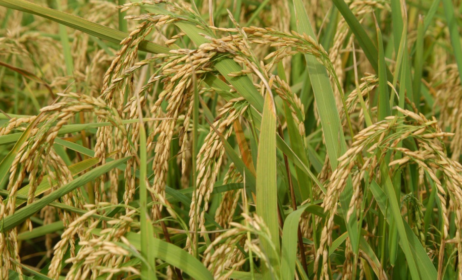 O IDR-Paraná (Instituto de Desenvolvimento Rural do Paraná) acaba de receber R$ 1,2 milhão para a aquisição de uma câmara fria destinada ao setor de conservação de recursos genéticos vegetais.
Foto: IDR