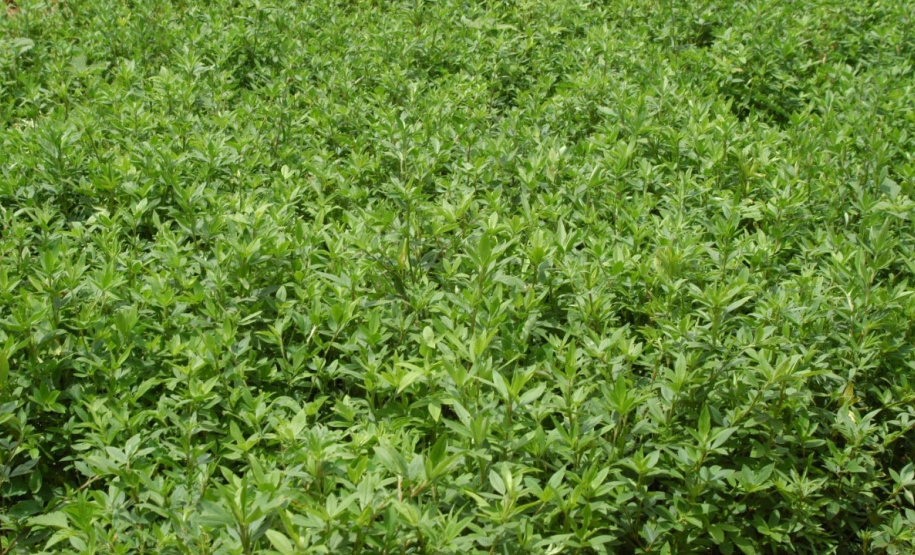 O IDR-Paraná (Instituto de Desenvolvimento Rural do Paraná) acaba de receber R$ 1,2 milhão para a aquisição de uma câmara fria destinada ao setor de conservação de recursos genéticos vegetais.
Foto: IDR