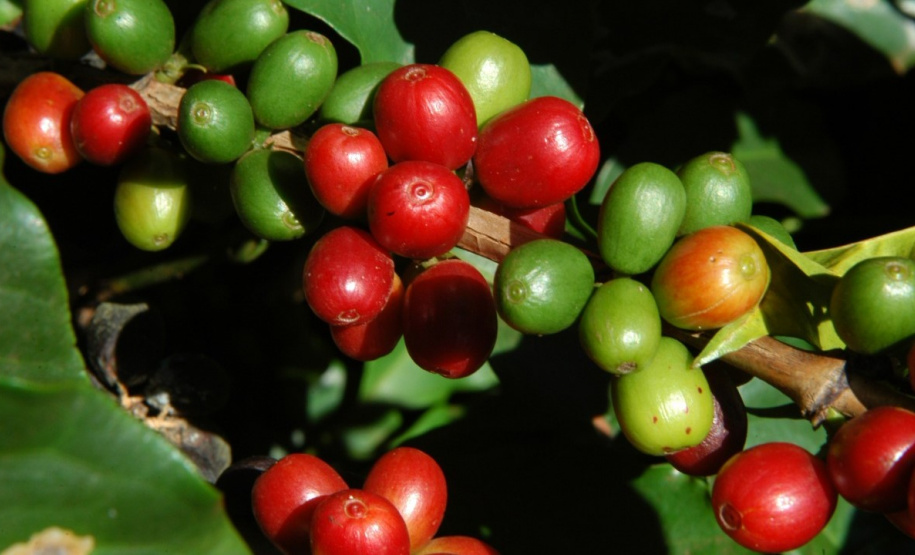 O IDR-Paraná (Instituto de Desenvolvimento Rural do Paraná) acaba de receber R$ 1,2 milhão para a aquisição de uma câmara fria destinada ao setor de conservação de recursos genéticos vegetais.
Foto: IDR