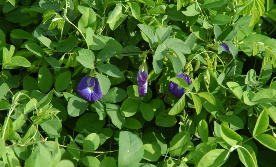 O IDR-Paraná (Instituto de Desenvolvimento Rural do Paraná) acaba de receber R$ 1,2 milhão para a aquisição de uma câmara fria destinada ao setor de conservação de recursos genéticos vegetais.
Foto: IDR
