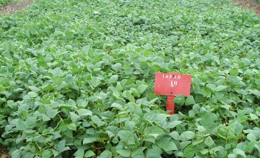 O IDR-Paraná (Instituto de Desenvolvimento Rural do Paraná) acaba de receber R$ 1,2 milhão para a aquisição de uma câmara fria destinada ao setor de conservação de recursos genéticos vegetais.
Foto: IDR