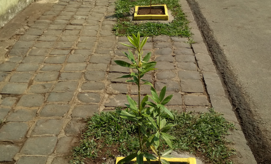 Junho foi marcado com ações em prol do meio ambiente. A Sedest e o IAT promoveram lives, distribuição de mudas em troca de alimentos, produção de vídeos institucionais e campanha nas redes sociais. O objetivo foi despertar a educação ambiental em toda a sociedade - Curitiba, 30/06/2021 - Foto: Denis Eduardo Bednarchuk
