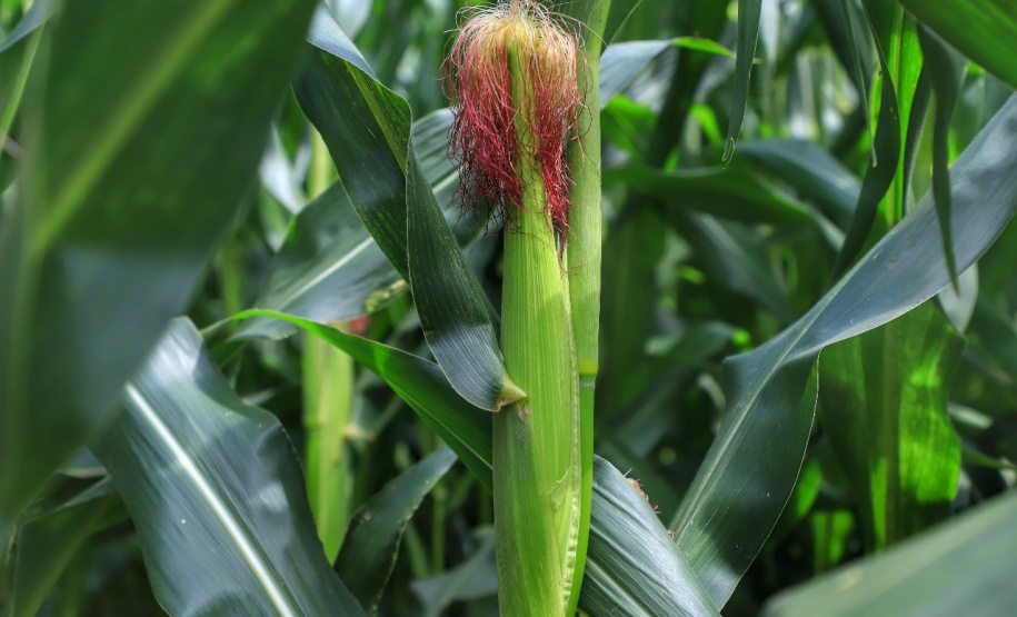 Lavoura de milho - Foto: José Fernando Ogura/AEN