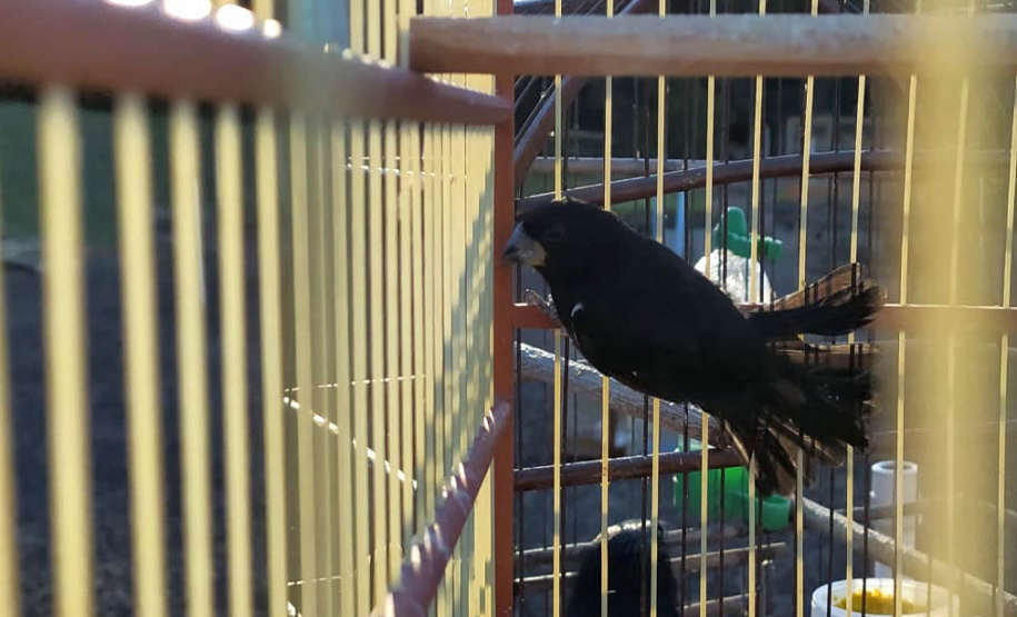 O Escritório Regional do Instituto Água e Terra (IAT) de Umuarama, no Noroeste do Estado, realizou a apreensão e a soltura de mais de 250 aves. O o secretário da pasta, Márcio Nunes, participou da soltura de 17 aves, entre Trinca Ferro, Coleirinha, Patativa, Canário Terra, Melrol, Sabiá, Irauna Grande, e Curió. - Umuarama, 29/06/2021 - Foto: SEDEST/IAT