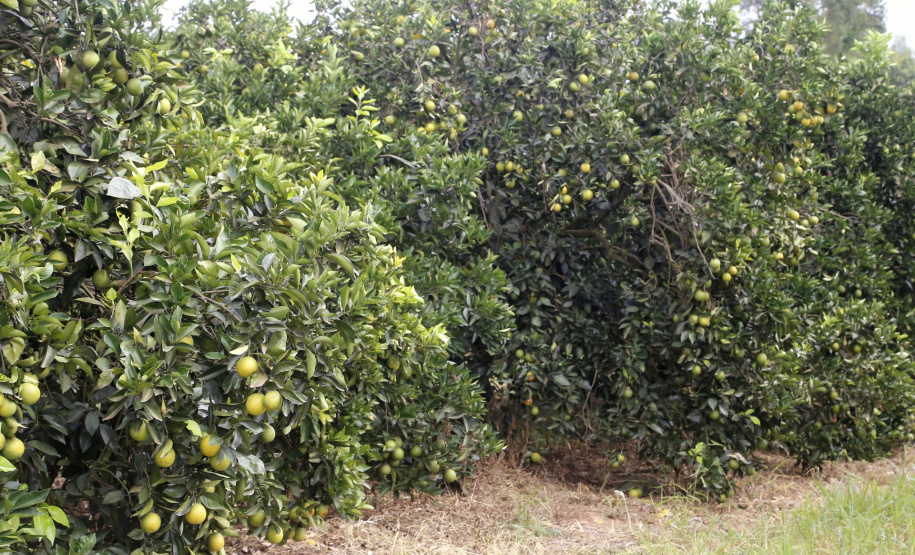 Produtores de limão em Altônia - Foto: Gilson Abreu/AEN