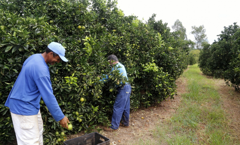 Produtores de limão em Altônia - Foto: Gilson Abreu/AEN