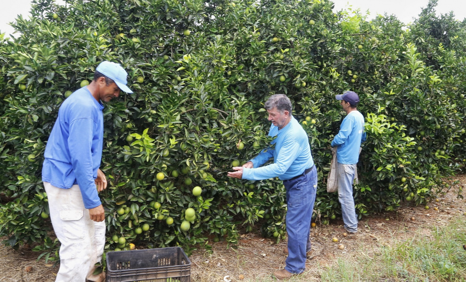 Produtores de limão em Altônia - Foto: Gilson Abreu/AEN