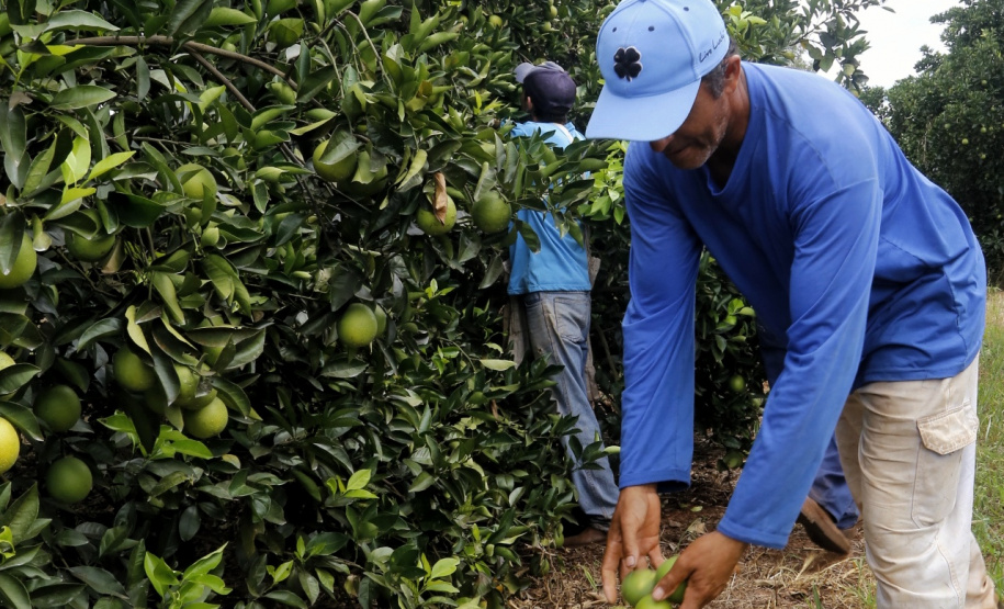 Produtores de limão em Altônia - Foto: Gilson Abreu/AEN