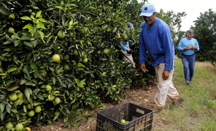 Produtores de limão em Altônia - Foto: Gilson Abreu/AEN