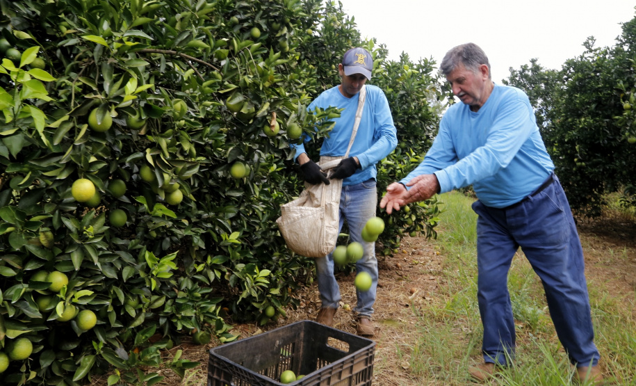 Produtores de limão em Altônia - Devaldir Antonio Vendramini, 47 anos de Altônia e 25 dedicados à fruticultura - Foto: Gilson Abreu/AEN