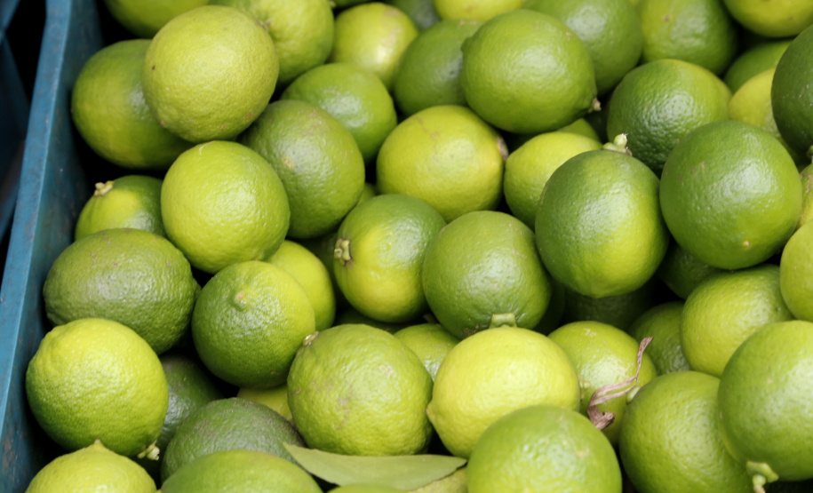 Produtores de limão em Altônia - Foto: Gilson Abreu/AEN