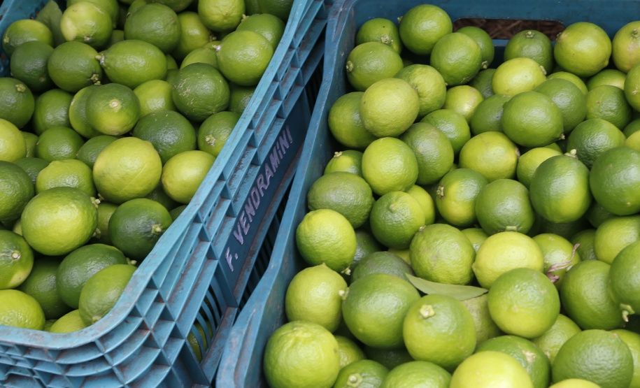 Produtores de limão em Altônia - Foto: Gilson Abreu/AEN