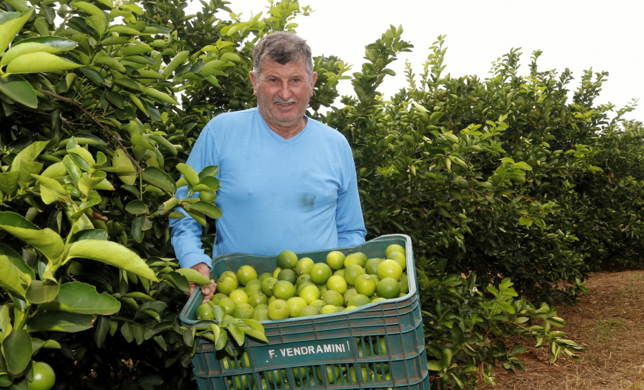 Produtores de limão em Altônia - Devaldir Antonio Vendramini, 47 anos de Altônia e 25 dedicados à fruticultura - Foto: Gilson Abreu/AEN