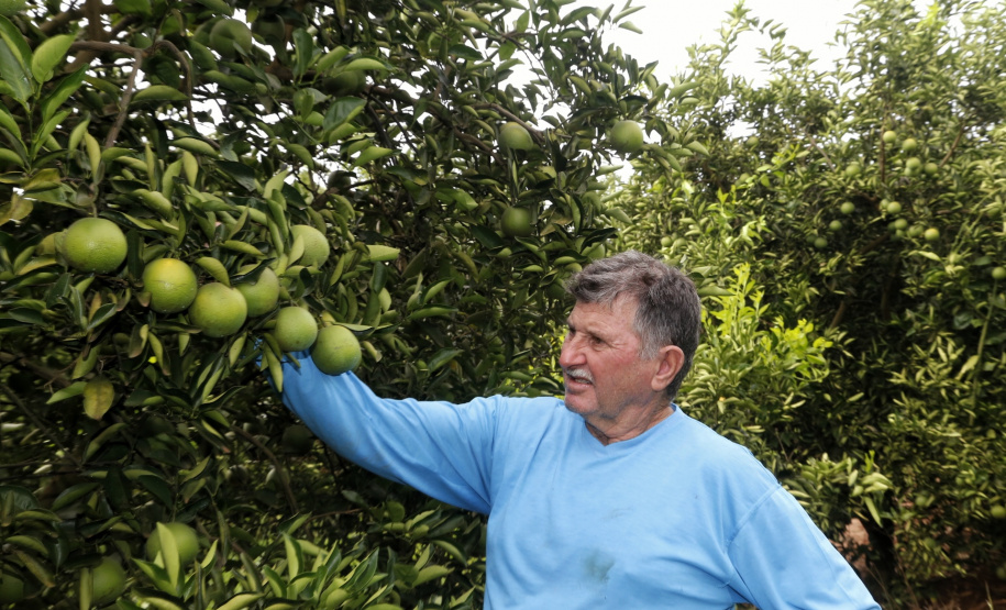Produtores de limão em Altônia - Devaldir Antonio Vendramini, 47 anos de Altônia e 25 dedicados à fruticultura - Foto: Gilson Abreu/AEN
