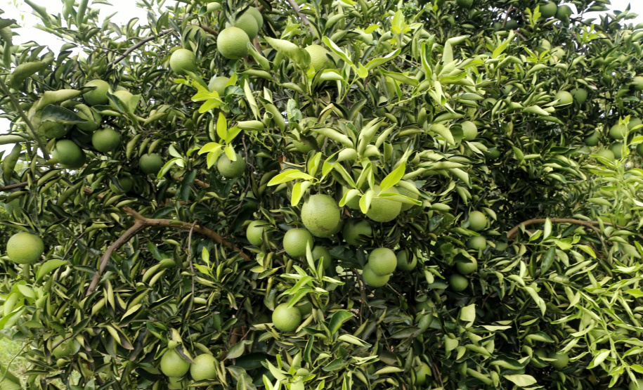 Produtores de limão em Altônia - Foto: Gilson Abreu/AEN