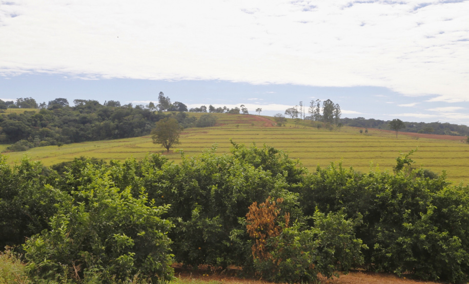 Produtores de limão em Altônia - Foto: Gilson Abreu/AEN