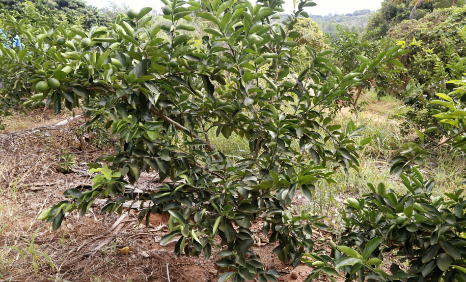 Produtores de limão em Altônia - Foto: Gilson Abreu/AEN