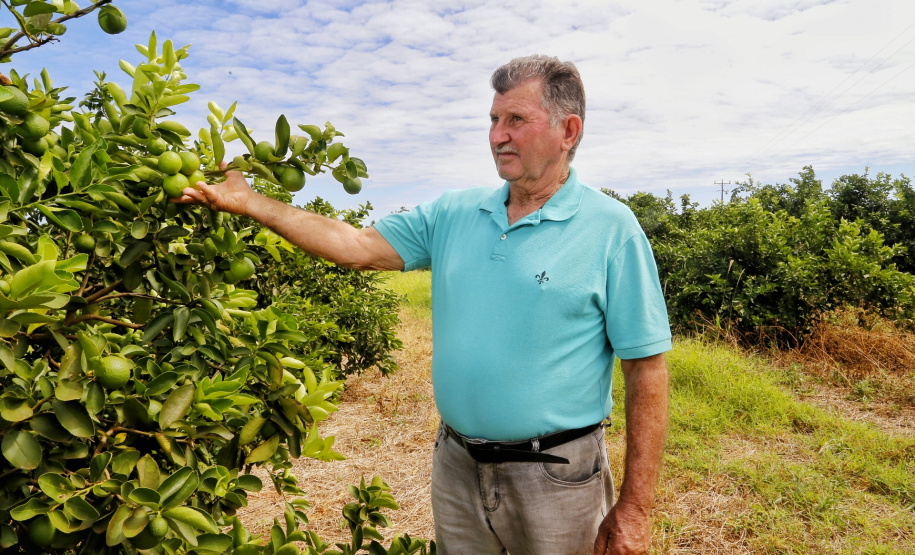 Produtores de limão em Altônia - Devaldir Antonio Vendramini, 47 anos de Altônia e 25 dedicados à fruticultura - Foto: Gilson Abreu/AEN