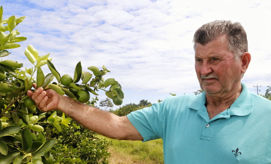 Produtores de limão em Altônia - Devaldir Antonio Vendramini, 47 anos de Altônia e 25 dedicados à fruticultura - Foto: Gilson Abreu/AEN