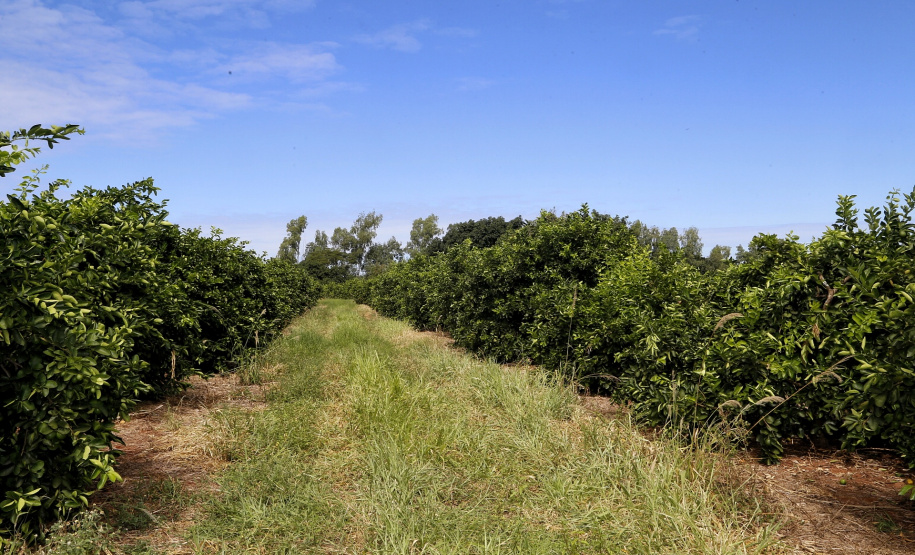 Produtores de limão em Altônia - Foto: Gilson Abreu/AEN
