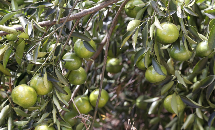 Produtores de limão em Altônia - Foto: Gilson Abreu/AEN