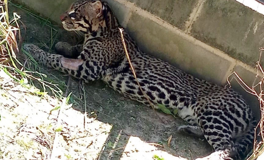 Após quatro meses de tratamento, uma jaguatirica foi reinserida na natureza, na região dos Campos Gerais. O animal foi atropelado em rodovia na região na BR-277. - Curitiba, 03/07/2021 - Foto: SEDEST/IAT