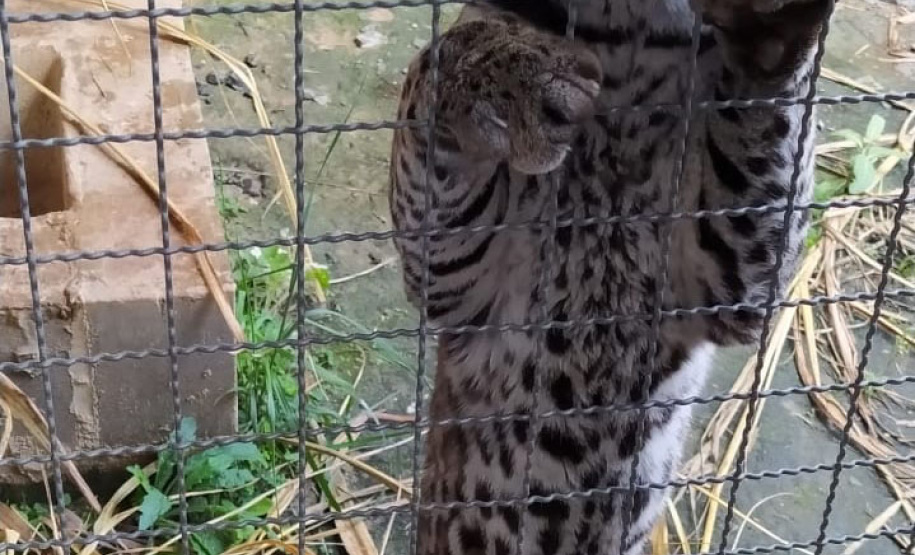 Após quatro meses de tratamento, uma jaguatirica foi reinserida na natureza, na região dos Campos Gerais. O animal foi atropelado em rodovia na região na BR-277. - Curitiba, 03/07/2021 - Foto: SEDEST/IAT