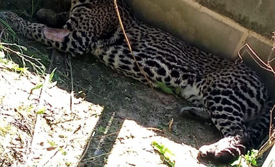 Após quatro meses de tratamento, uma jaguatirica foi reinserida na natureza, na região dos Campos Gerais. O animal foi atropelado em rodovia na região na BR-277. - Curitiba, 03/07/2021 - Foto: SEDEST/IAT