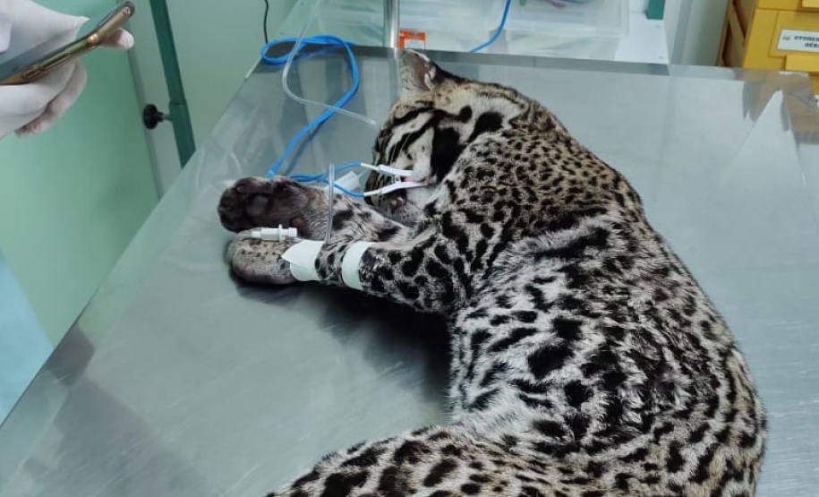 Após quatro meses de tratamento, uma jaguatirica foi reinserida na natureza, na região dos Campos Gerais. O animal foi atropelado em rodovia na região na BR-277. - Curitiba, 03/07/2021 - Foto: SEDEST/IAT