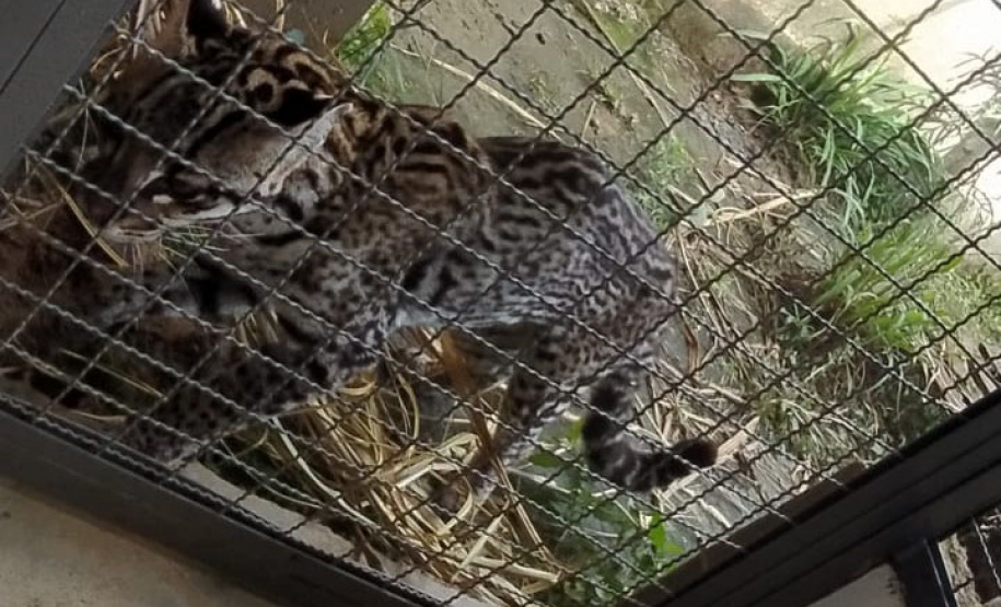 Após quatro meses de tratamento, uma jaguatirica foi reinserida na natureza, na região dos Campos Gerais. O animal foi atropelado em rodovia na região na BR-277. - Curitiba, 03/07/2021 - Foto: SEDEST/IAT