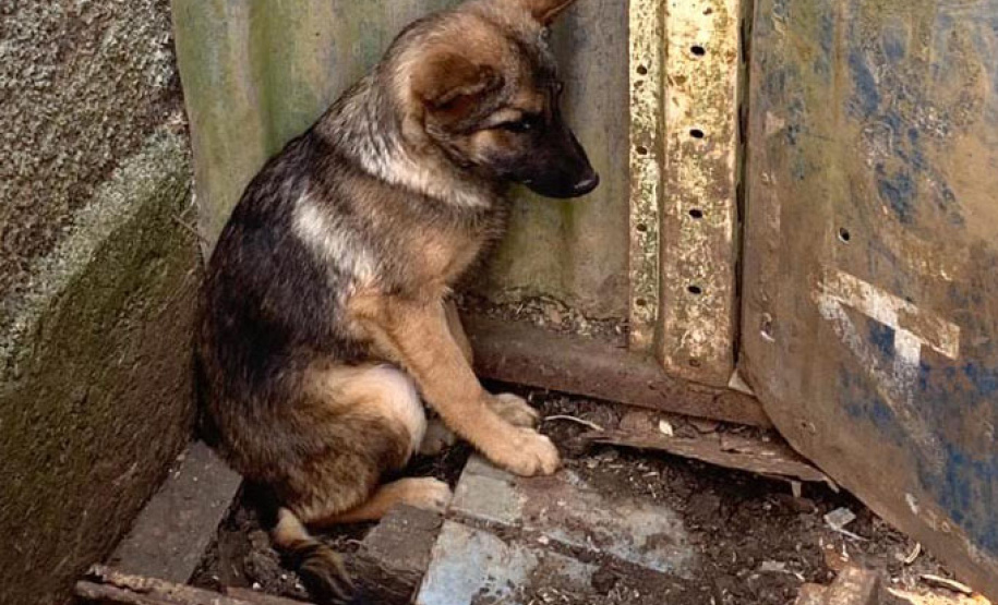 Dados do Disque Denúncia 181, ferramenta da Secretaria de Segurança Pública do Paraná, apontam aumento de 111,6% nas denúncias de maus-tratos a animais domésticos no Estado nos primeiros cinco meses de 2021, se comparado ao mesmo período de 2020. - Curitiba, 05/07/2021 - Foto: SESP-PR