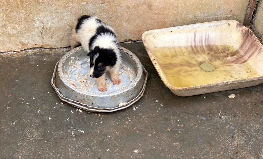 Dados do Disque Denúncia 181, ferramenta da Secretaria de Segurança Pública do Paraná, apontam aumento de 111,6% nas denúncias de maus-tratos a animais domésticos no Estado nos primeiros cinco meses de 2021, se comparado ao mesmo período de 2020. - Curitiba, 05/07/2021 - Foto: SESP-PR