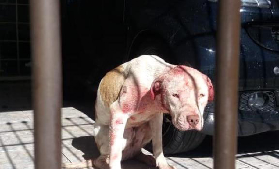 Dados do Disque Denúncia 181, ferramenta da Secretaria de Segurança Pública do Paraná, apontam aumento de 111,6% nas denúncias de maus-tratos a animais domésticos no Estado nos primeiros cinco meses de 2021, se comparado ao mesmo período de 2020. - Curitiba, 05/07/2021 - Foto: SESP-PR