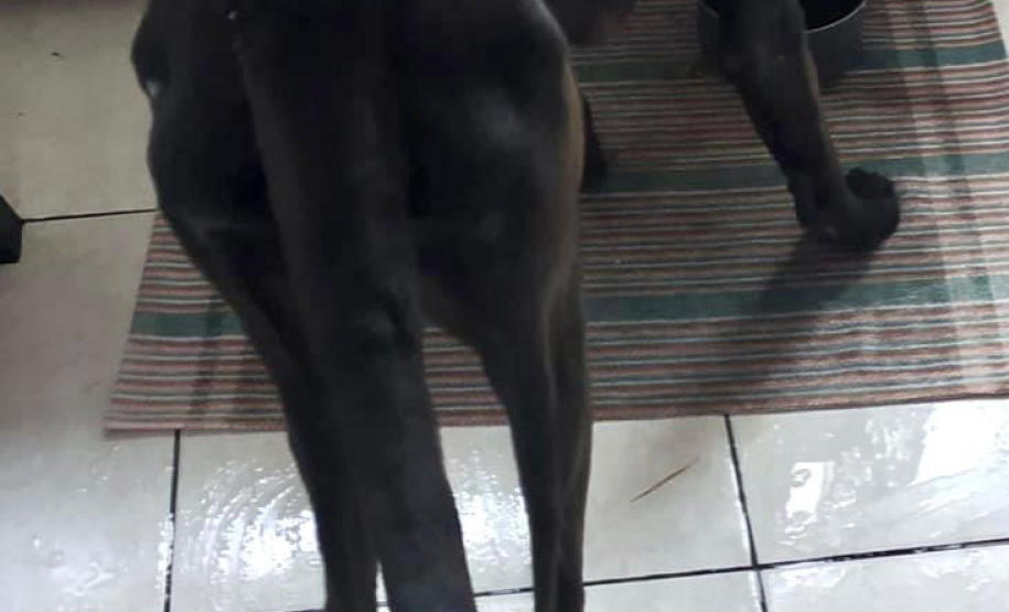 Dados do Disque Denúncia 181, ferramenta da Secretaria de Segurança Pública do Paraná, apontam aumento de 111,6% nas denúncias de maus-tratos a animais domésticos no Estado nos primeiros cinco meses de 2021, se comparado ao mesmo período de 2020. - Curitiba, 05/07/2021 - Foto: SESP-PR